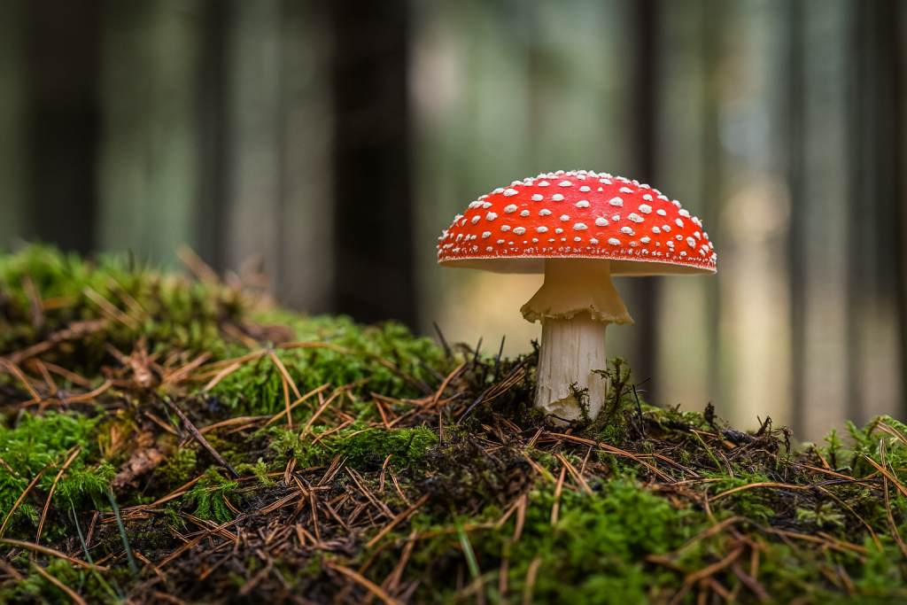 getrockneter Fliegenpilz in alten Ritualen